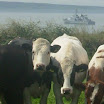 Nicki Le Bas Power - Naval Monmoovers.jpg