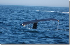 DSC_0176 DSC_0176
