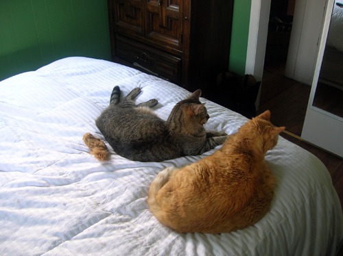 [cat%2520nap%2520with%2520toys%255B3%255D.jpg]