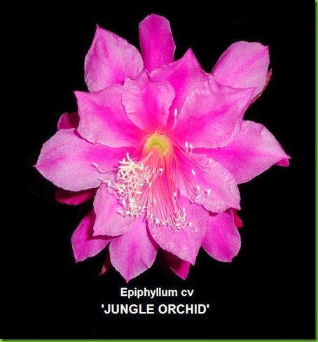 JUNGLE ORCHID Epiphyllum hybrid JUNGLE ORCHID Epiphyllum hybrid