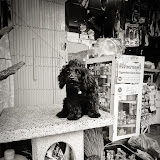 DSC00888