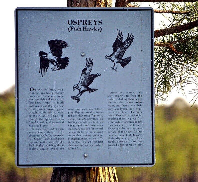 [05---Past-the-Osprey-Sign5.jpg]