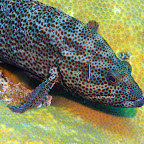 Grouper cleaning
