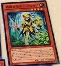 ShinranoHanakishiNarsus-LVAL-JP-C ShinranoHanakishiNarsus-LVAL-JP-C
