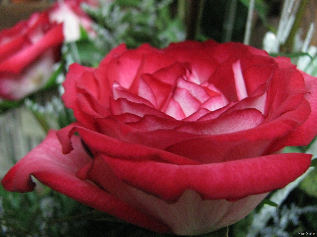 [Fire%2520and%2520Ice%2520Roses%255B8%255D.jpg]