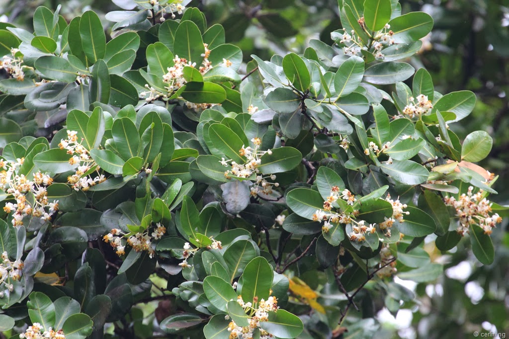 [calophyllum-inophyllum-flowers3.jpg]