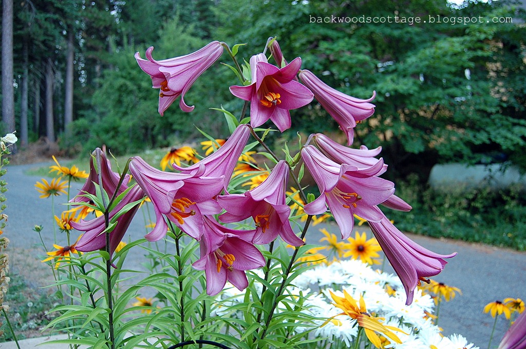 [trumpetlilies%255B4%255D.jpg]