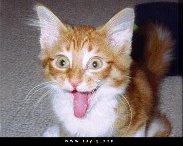 Two cats decided to marry..