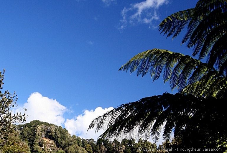 Gorge ferns