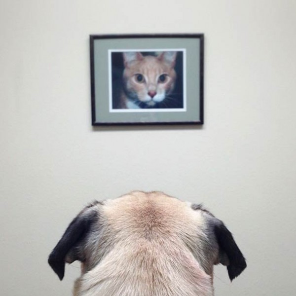 Собачий отжиг мопса по кличке Norm Джереми Вич (20 фото) | Картинка №11