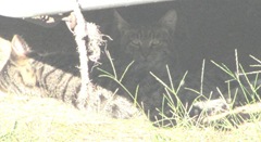 1 new kitties 10.2011 both kitties under camper