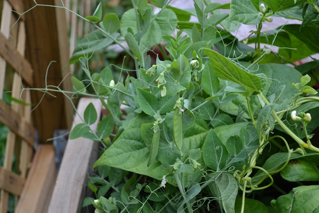 Peas in July Peas in July