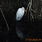 Great egret