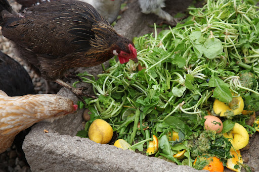 No wonder these chickens lay such beautiful eggs!