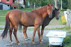 Isadora och Sonette, Ullstämma maj 2011