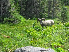 Long Horn Sheep Glacier National Park 2