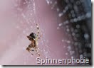 Spinnen Phobie
