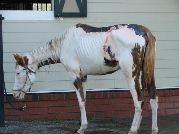 [Willie%2520Nelson%2520rescues%2520horse%255B3%255D.jpg]