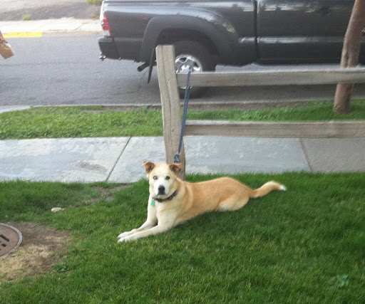 Each day I met many pooches at the nearby food 
co-op, where they patiently waited for mom or dad to fetch them some healthy treats!
(Note the tag! Yay!)