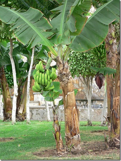mol-bonggol-pisang mol-bonggol-pisang