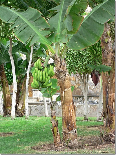 mol-bonggol-pisang