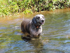 Dogs Trekking 6 (236) Dogs Trekking 6 (236)