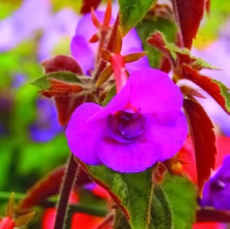 [Achimenes%2520Violacea%2520Semiplena%255B3%255D.jpg]