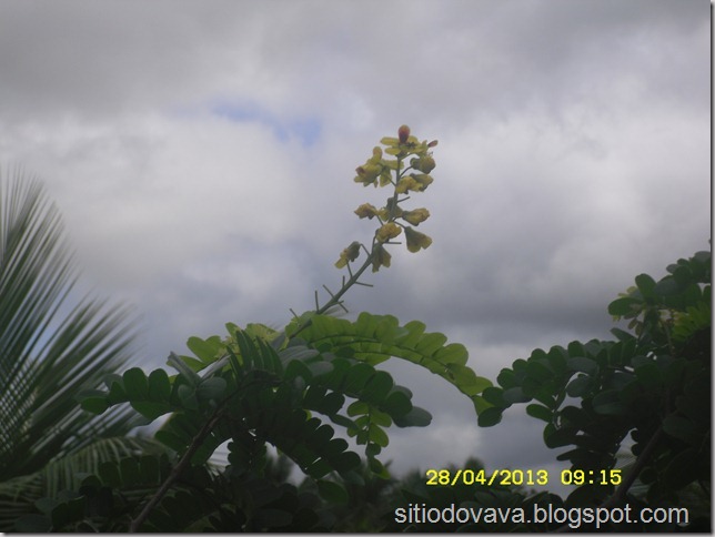 flor do pau-brasil