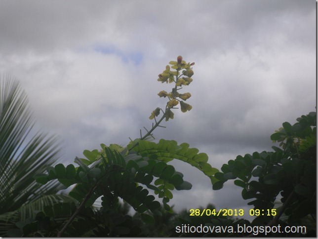 flor do pau-brasil flor do pau-brasil