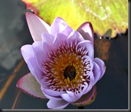 LAVENDER WATER LILY 5