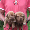 IcyxGertie-puppies-15-days.jpg-002.jpg