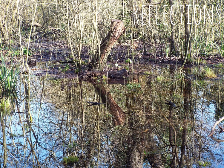 reflections of trees reflections of trees