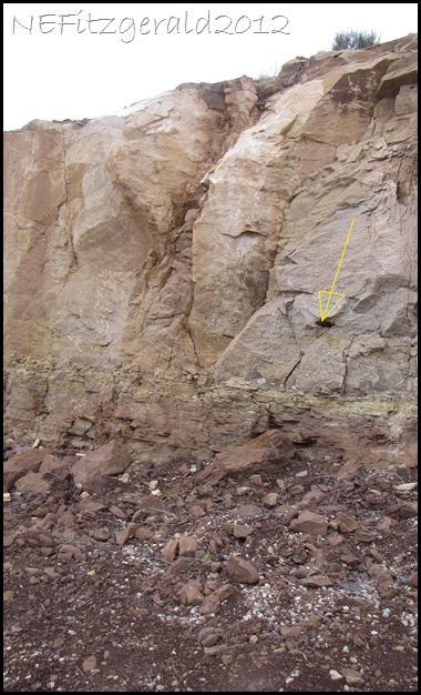 IMG_0981PetrifiedWoodFragment