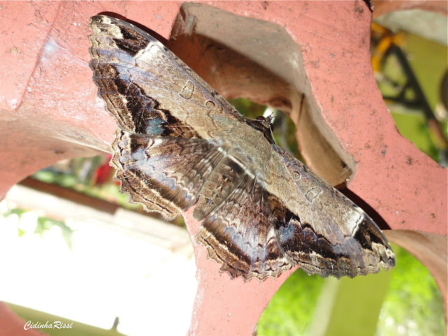 Noctuidae : Ophiderinae : Letis occidua (LINNAEUS, 1758), femelle. Colider (Mato Grosso, Brésil), mai 2011. Photo : Cidinha Rissi
