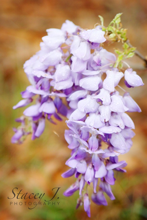 [lilacs%2520002%2520copy%255B4%255D.jpg&description=Southern Spring Blooms')]