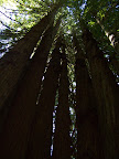 california_sequoia