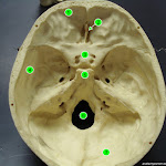 skull_interior.jpg