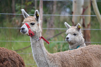 DSC_3635.JPG