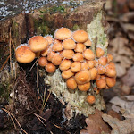 IMG_4973.JPG