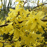 Forsythia