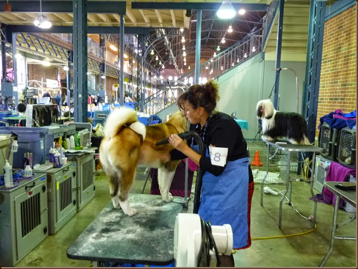 Springfield IL-Dog Show