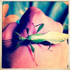 Leaf insect