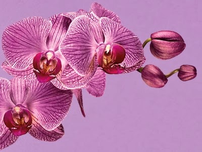 pantone-color-year-2014-radiant-orchid-18-3224.jpg