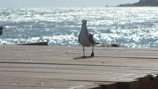 I even told this here seagull ( I named him Stanley)  all about the great humans who I know through the Daily Wag!