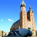 gołąb.JPG