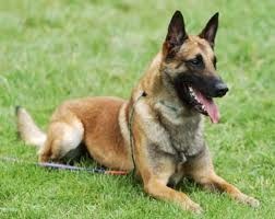 [Pastor%2520Malinoa%2520ou%2520Malinois%255B6%255D.jpg]