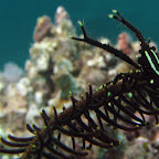 Crinoid shrimp on feather star (Bangka Island)