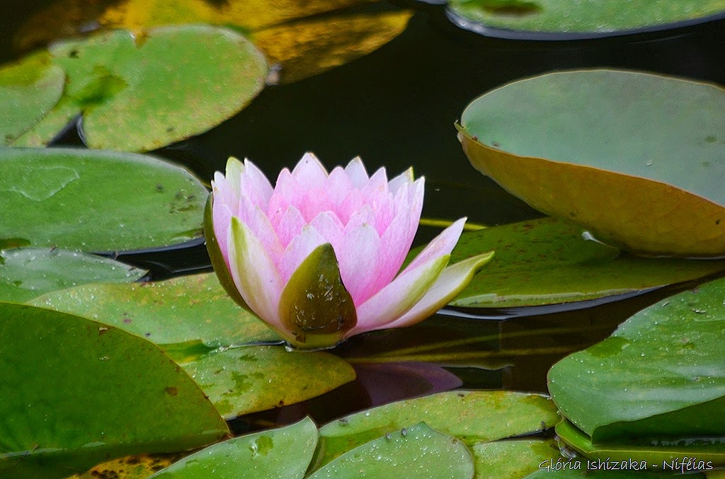 [Glria-Ishizaka---flores-853.jpg]