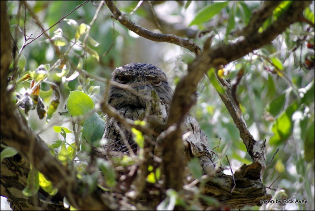 Tawny Frogmouth on the nest.Emu Park east of Rockhampton, QLD