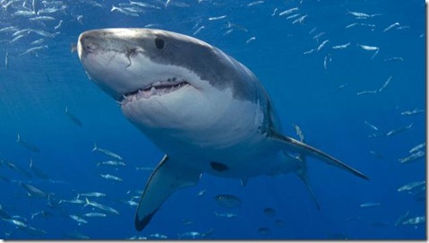 Great white